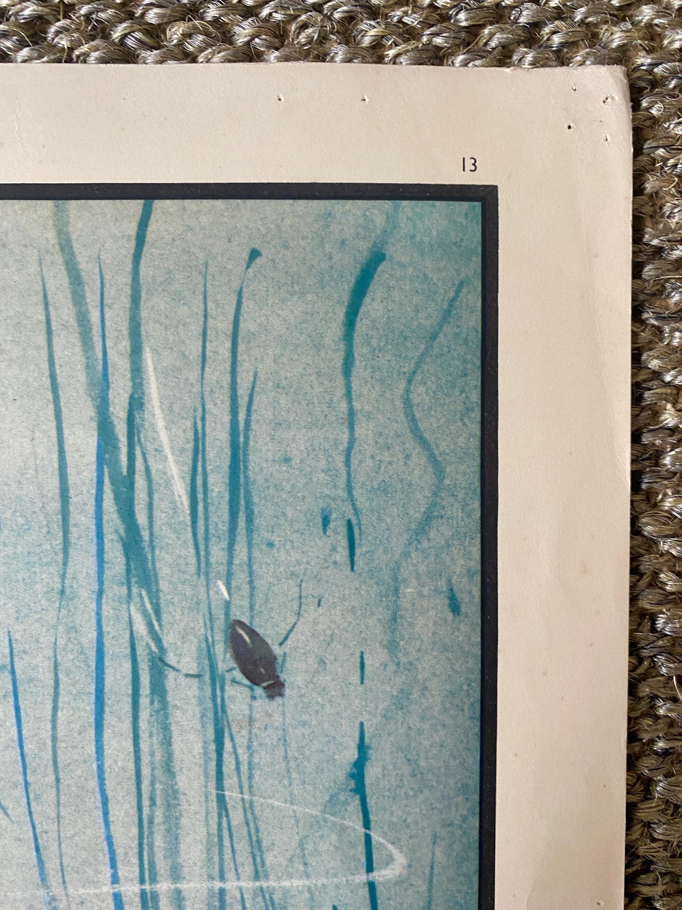 Mid Century Print 'The Fish That Built a Nest' by Eileen Soper