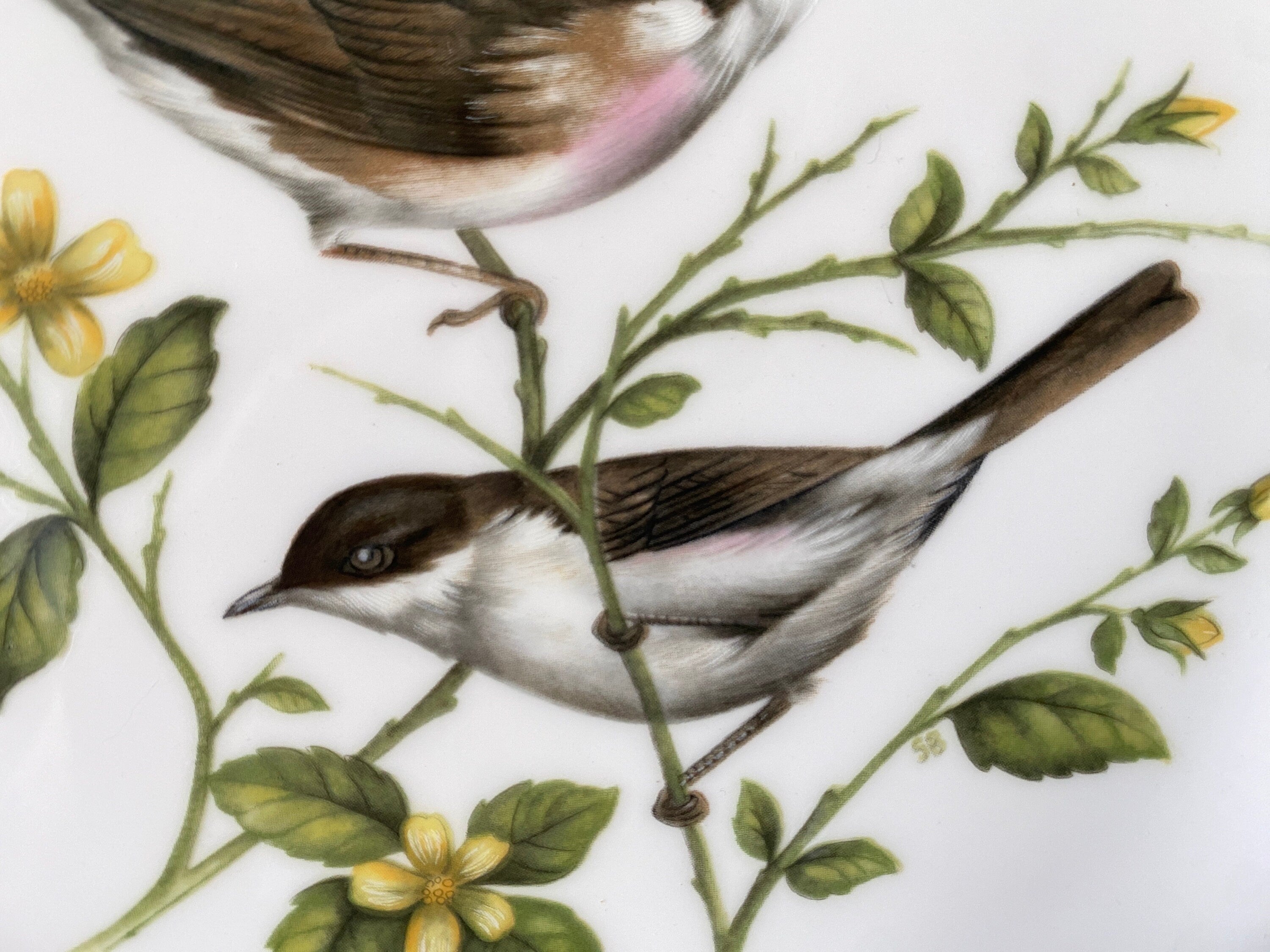 Coalport Whitethroat Plate: Limited Edition British Bird Plate