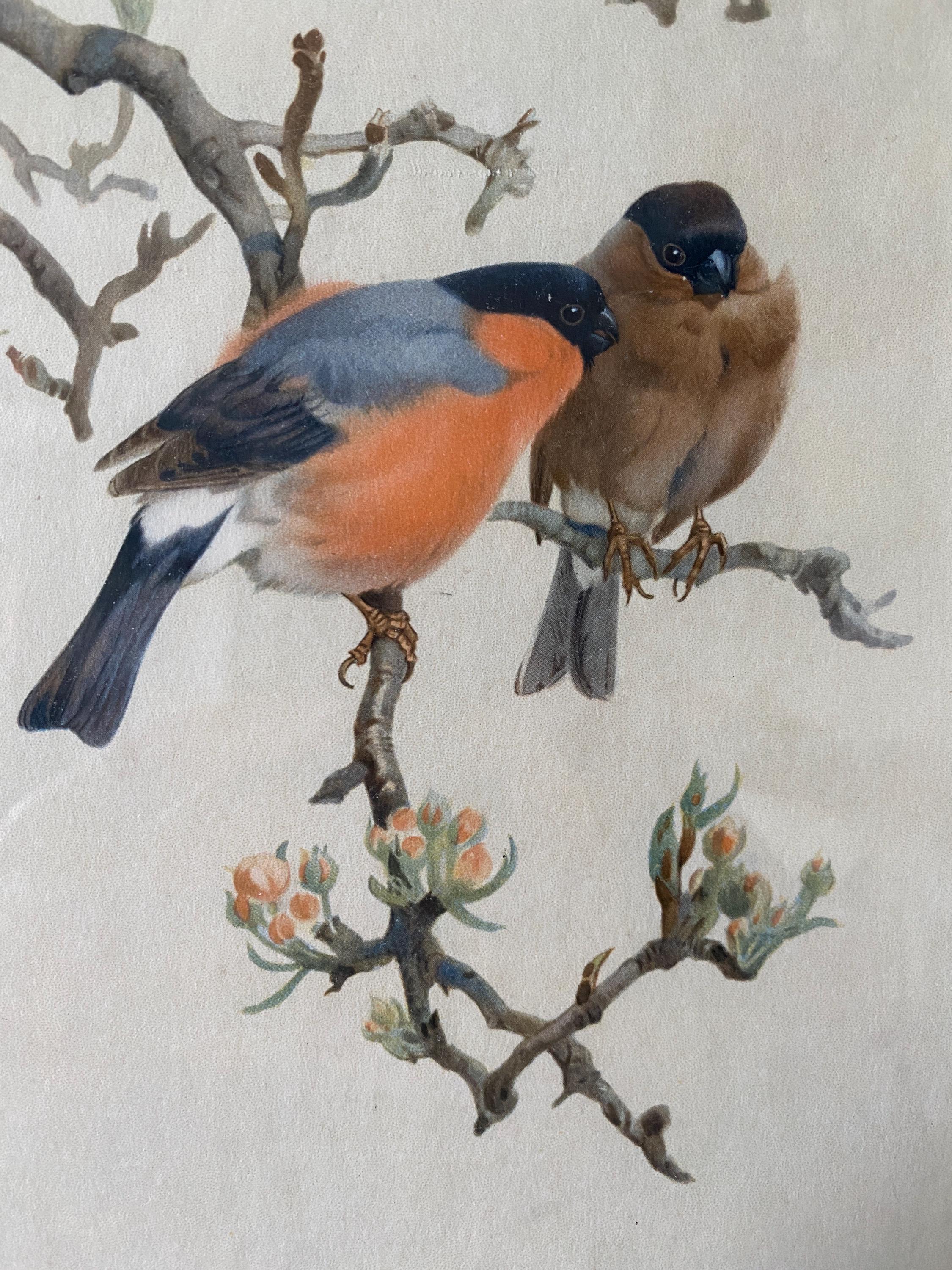 Print of two bullfinches on a branch