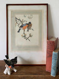 Framed bird print with wooden frame