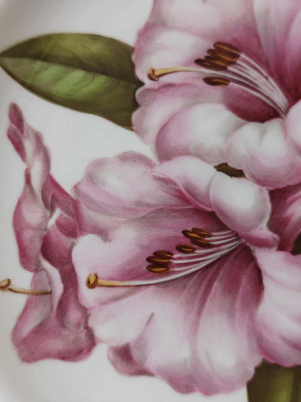 A close-up of a floral plate showing pink rhododendron flowers.