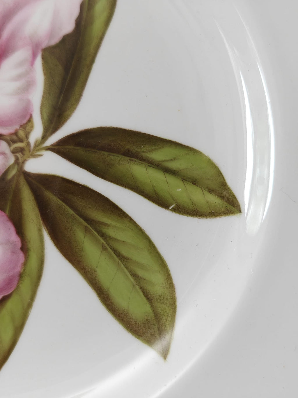 Close-up detail of a white porcelain plate featuring a painted floral motif.