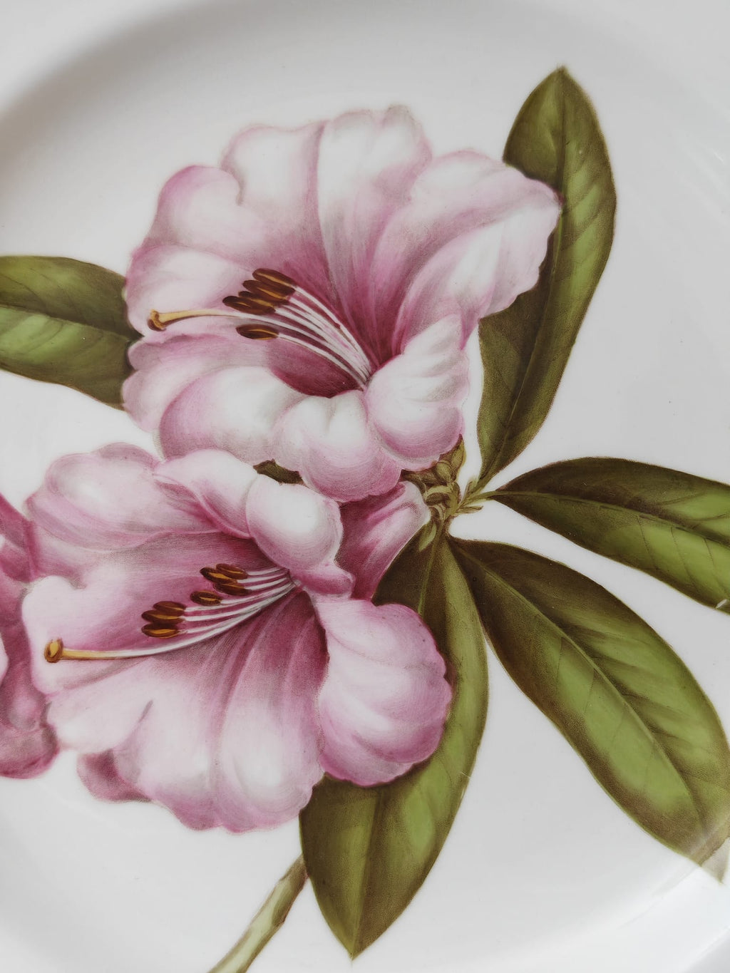 A close-up of a white porcelain plate decorated with a hand-painted pink rhododendron flower and green leaves.