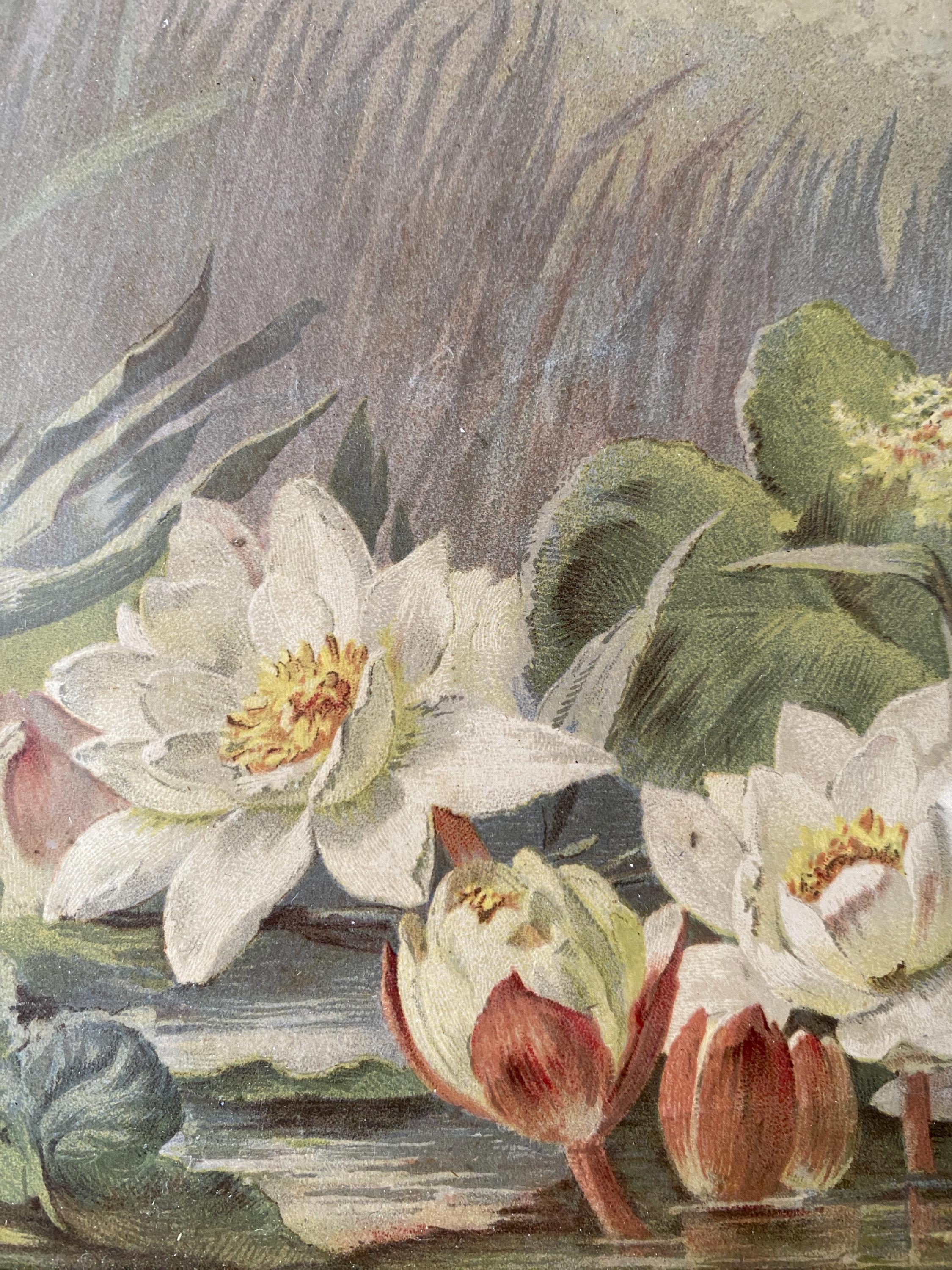 Framed Vintage Print of Water Lilies