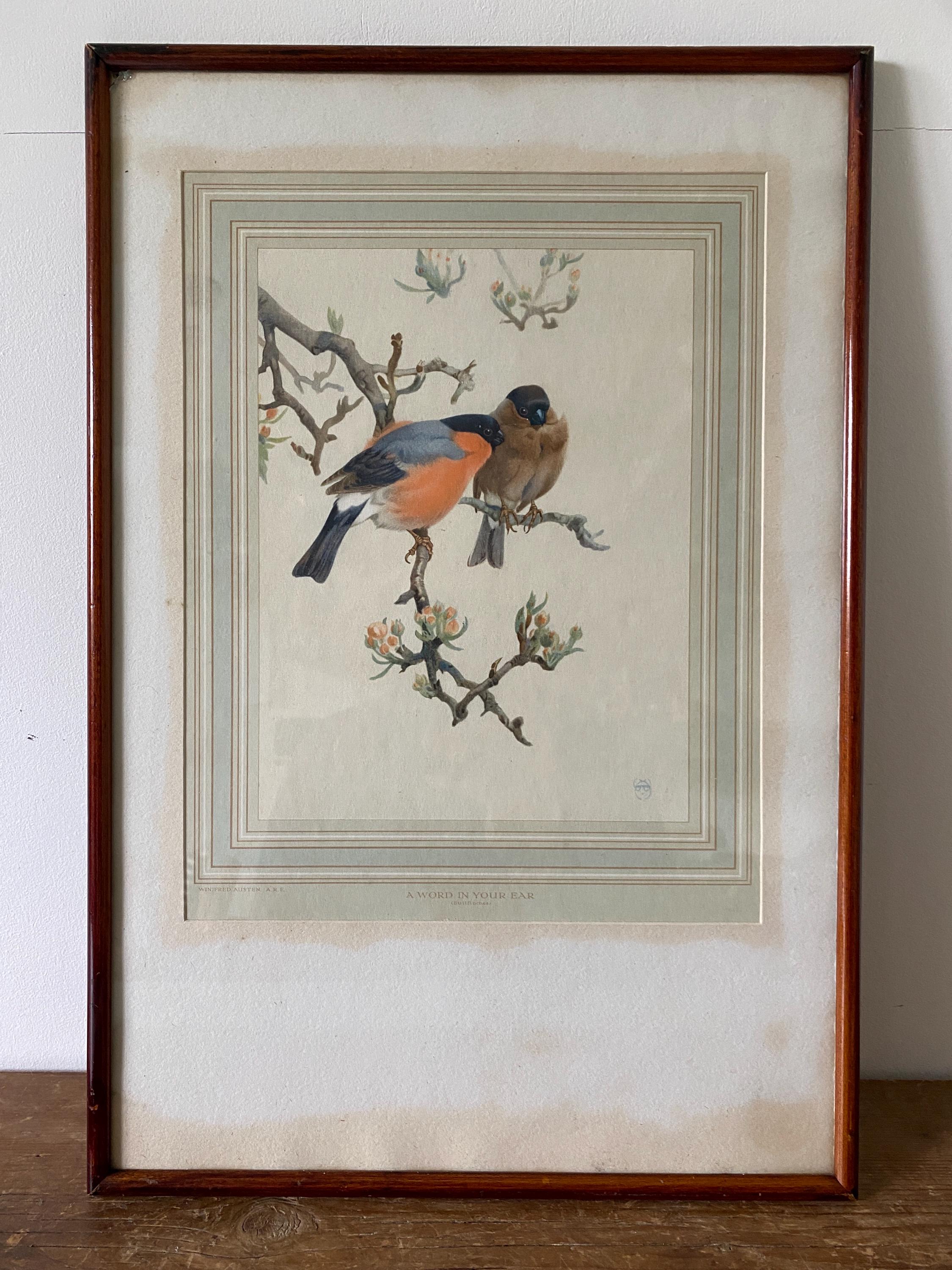 Bullfinch Print
