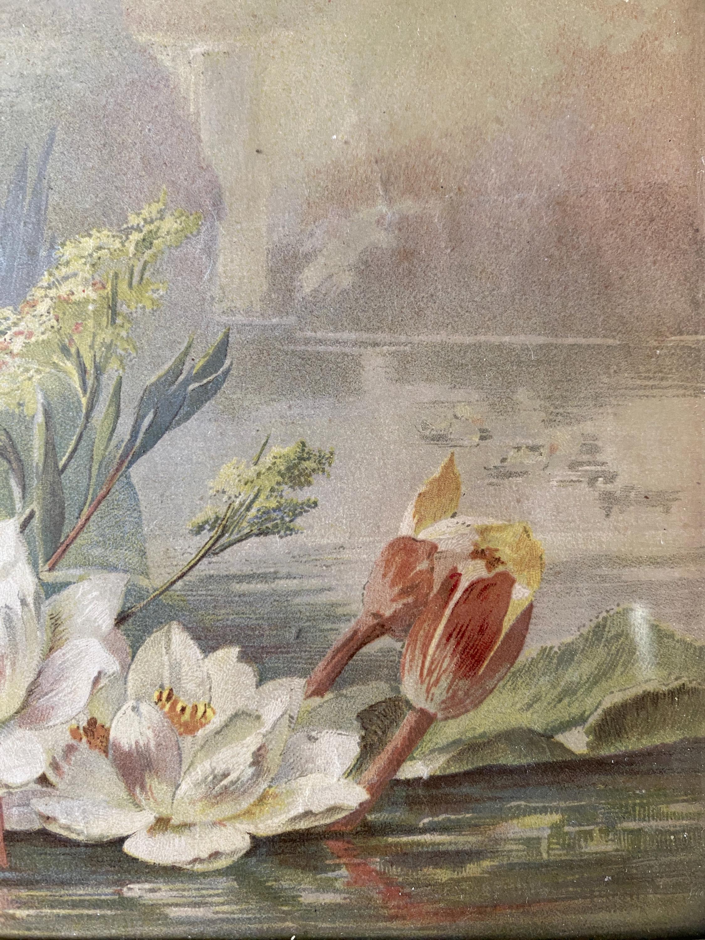 Framed Vintage Print of Water Lilies