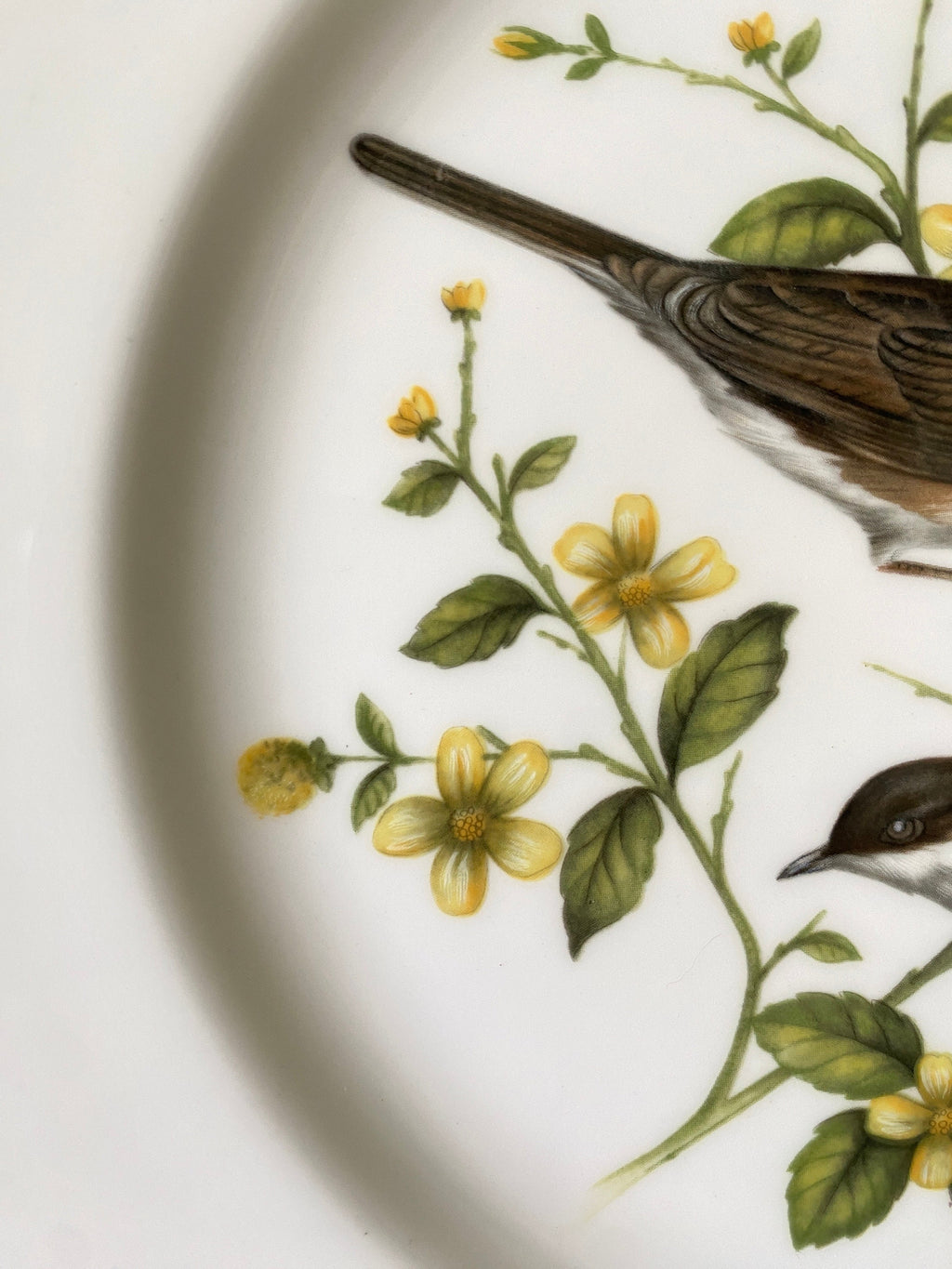 Coalport Whitethroat Plate: Limited Edition British Bird Plate